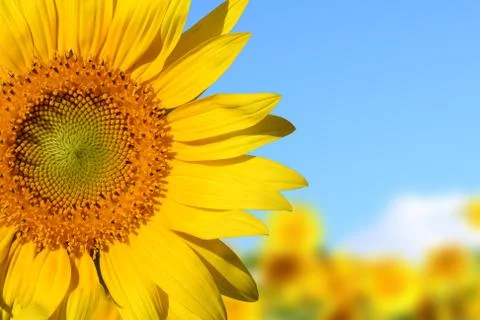 Sunflower Stock Photos