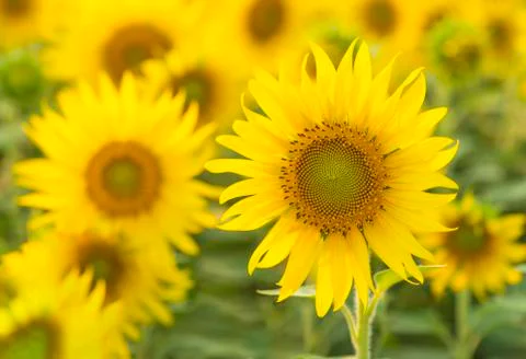 Sunflower Stock Photos