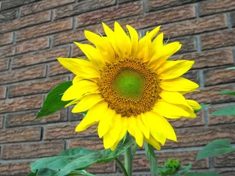 Sunflower Stock Photos