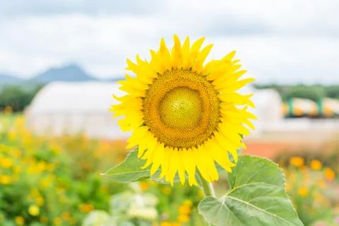 Sunflower Stock Photos