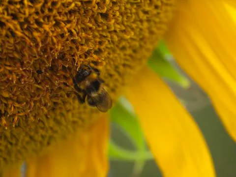 Sunflower 스톡 사진