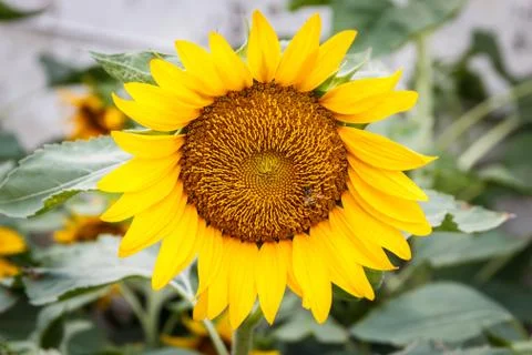 Sunflower Stock Photos