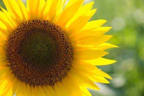 Sunflower Stock Photos