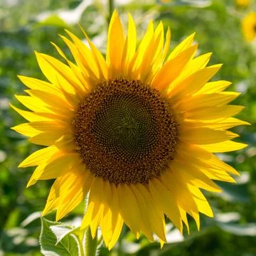 Sunflower Stock Photos