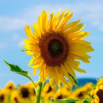 Sunflower Foto stock