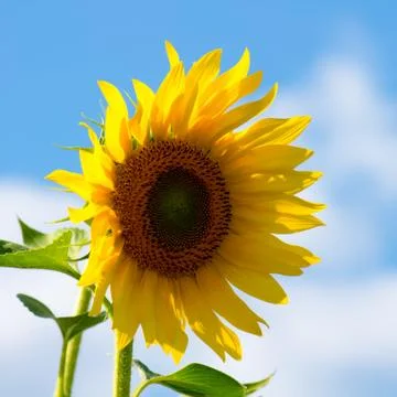 Sunflower Foto stock