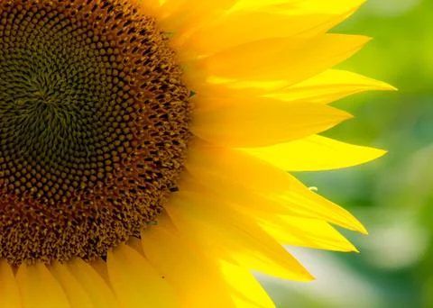 Sunflower Stock Photos
