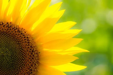 Sunflower Stock Photos