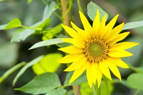 Sunflower Stock Photos