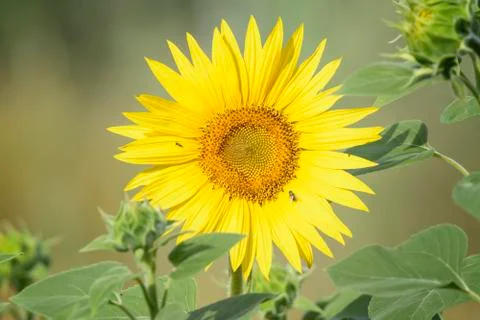 Sunflower Foto stock