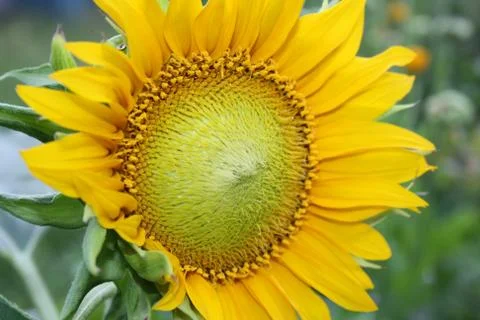 Sunflower Stock Photos