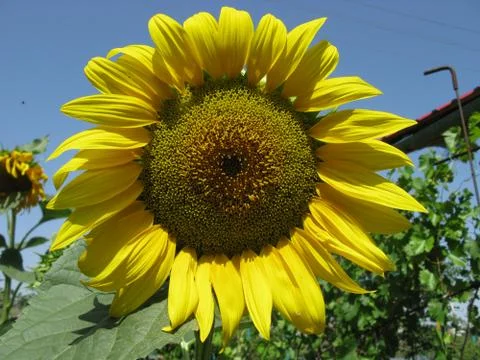Sunflower 库存照片