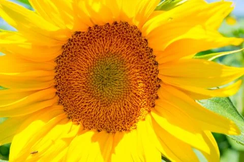 Sunflower Stock Photos