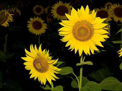 Sunflower Stock Photos