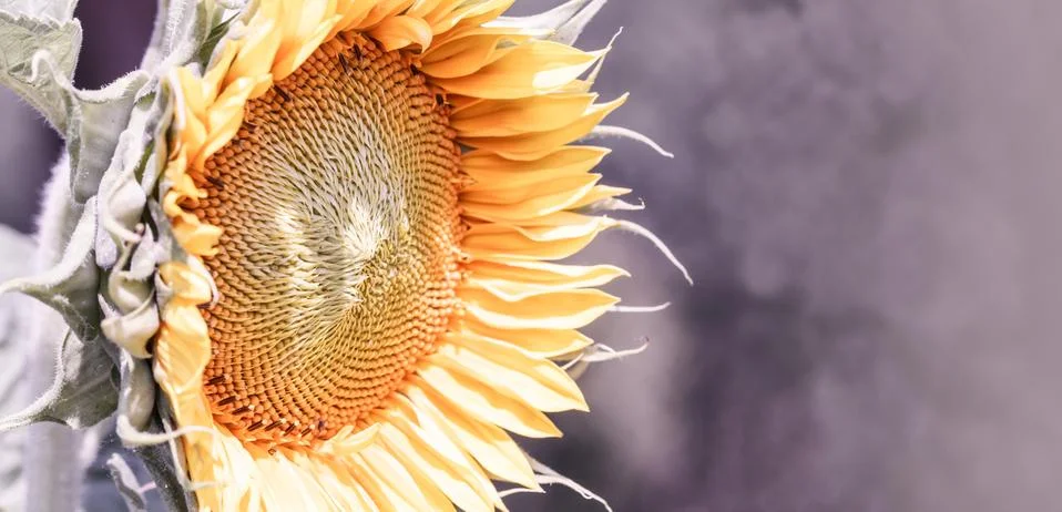 Sunflower Stock Photos