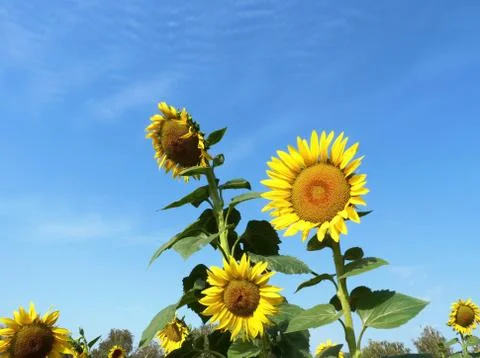 Sunflower Stock Photos