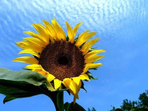 Sunflower Stock Photos