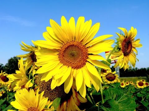 Sunflower Stock Photos