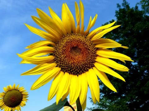 Sunflower Stock Photos