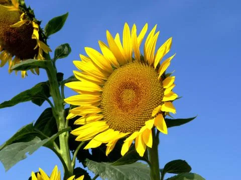Sunflower Stock Photos