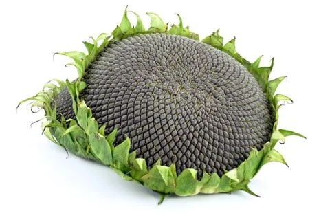 Sunflower Stock Photos