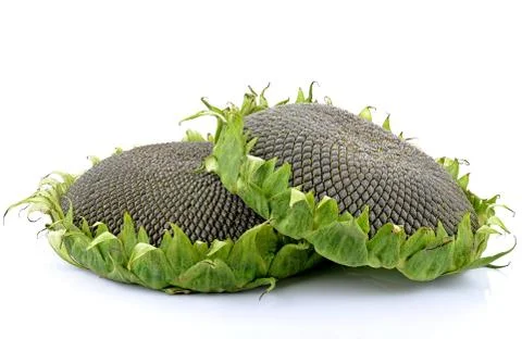 Sunflower Stock Photos