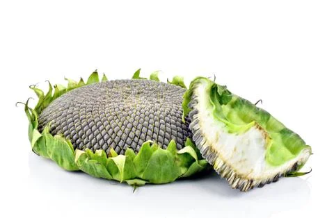 Sunflower Stock Photos