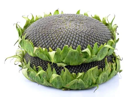 Sunflower Stock Photos