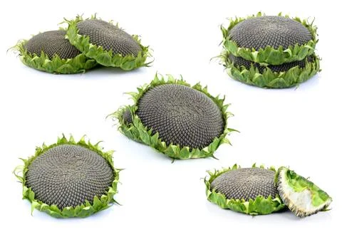 Sunflower Stock Photos