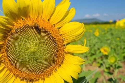 Sunflower Stock Photos