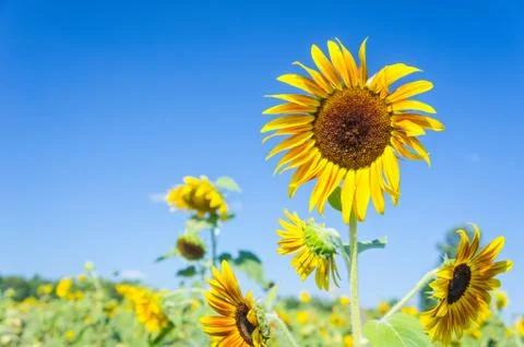 Sunflower Stock Photos