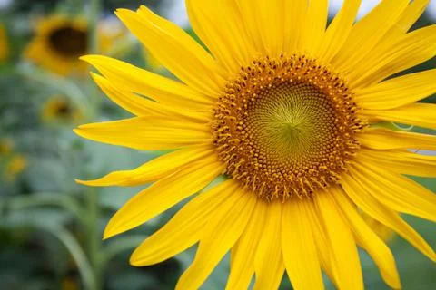 Sunflower Stock Photos