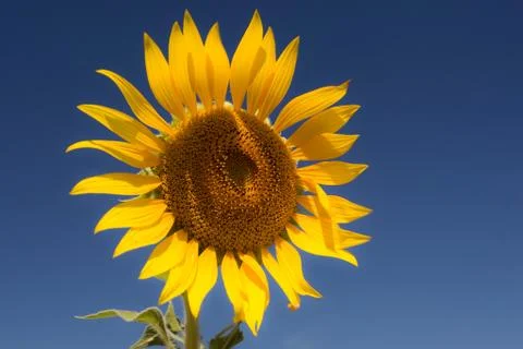 Sunflower Foto stock