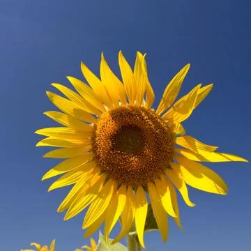 Sunflower Stock Photos