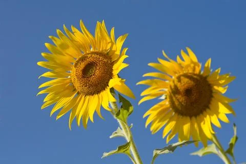 Sunflower Foto stock