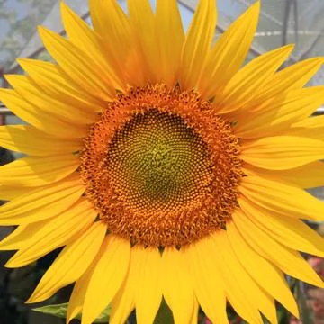 Sunflower Foto stock