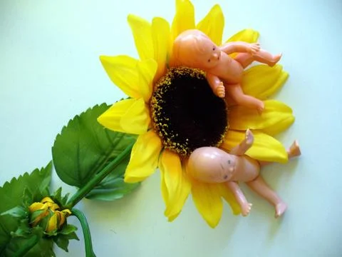 Sunflower Stock Photos