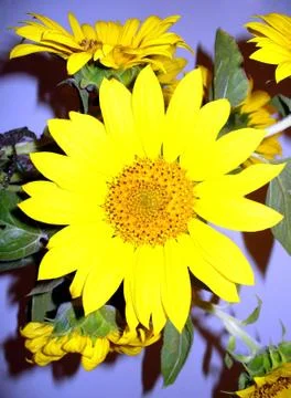 Sunflower Stock Photos