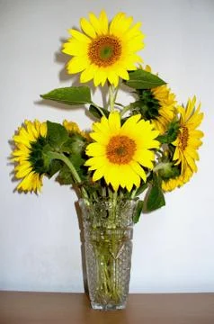 Sunflower Stock Photos