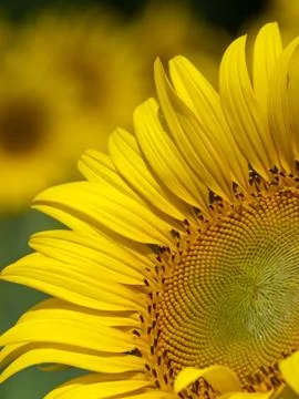 Sunflower Stock Photos