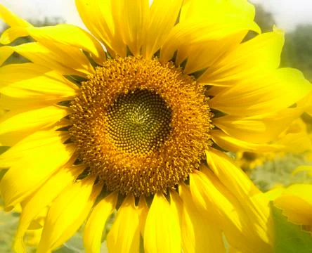 Sunflower Stock Photos