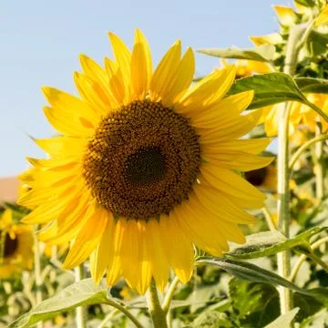 Sunflower Stock Photos