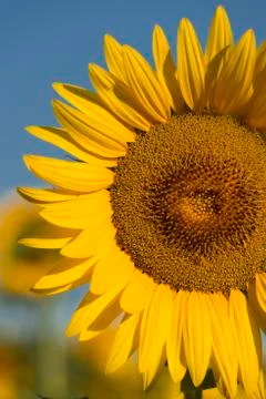 Sunflower 스톡 사진