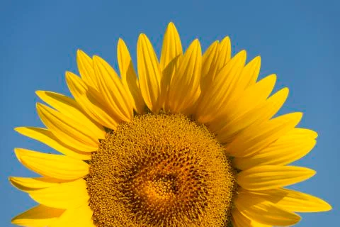 Sunflower Stock Photos