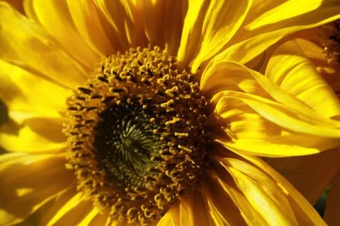 Sunflower Foto stock