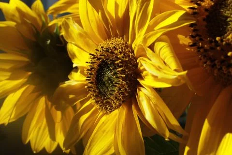 Sunflower Stock Photos