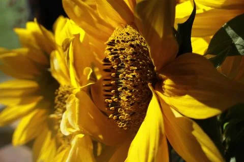 Sunflower. Stock Photos