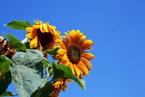 Sunflower Stock Photos