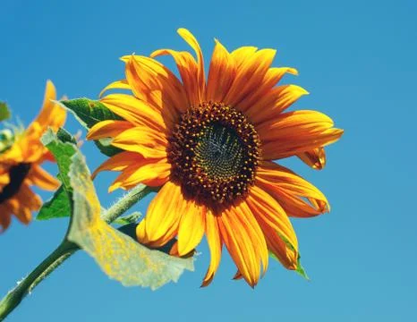Sunflower Stock Photos