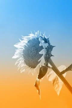 Sunflower Foto stock